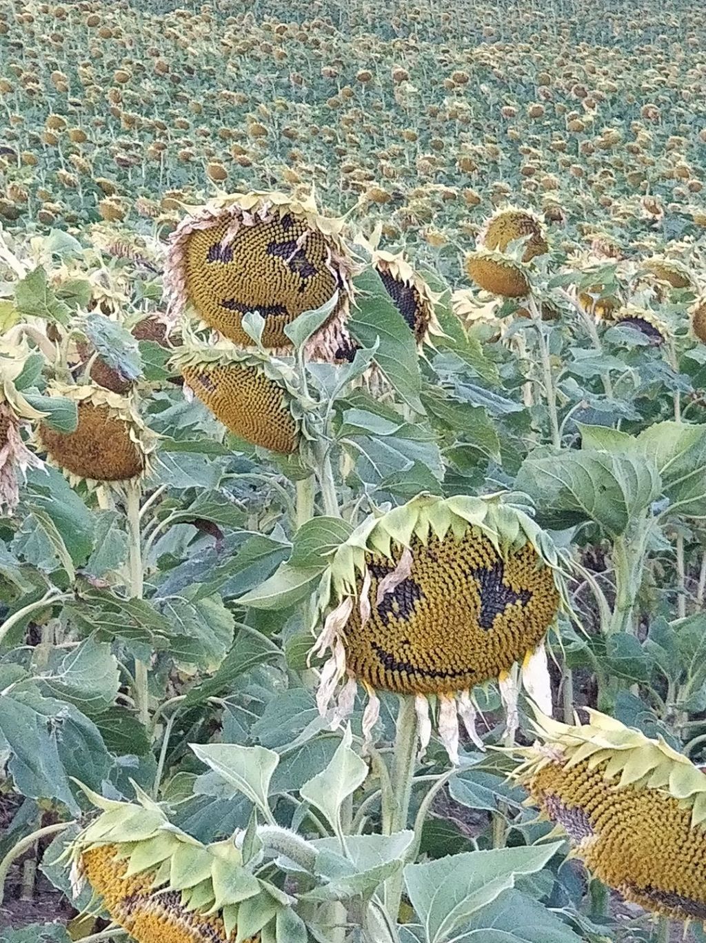 Camino Frances day 4: Zariquiegui to Lorca&nbsp;(26,3km)