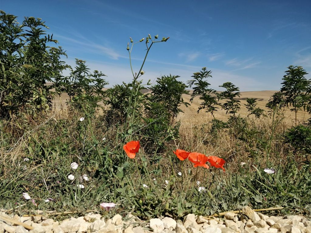 Camino Frances day 9: Grañón to Villafranca Montes de Oca&nbsp;(27,5km)