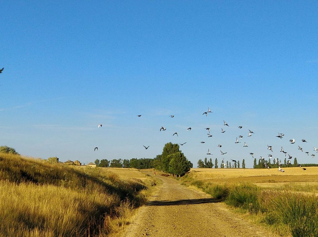 Camino Frances day 13: Castrojeriz to Villarmentero de Campos&nbsp;(34km)