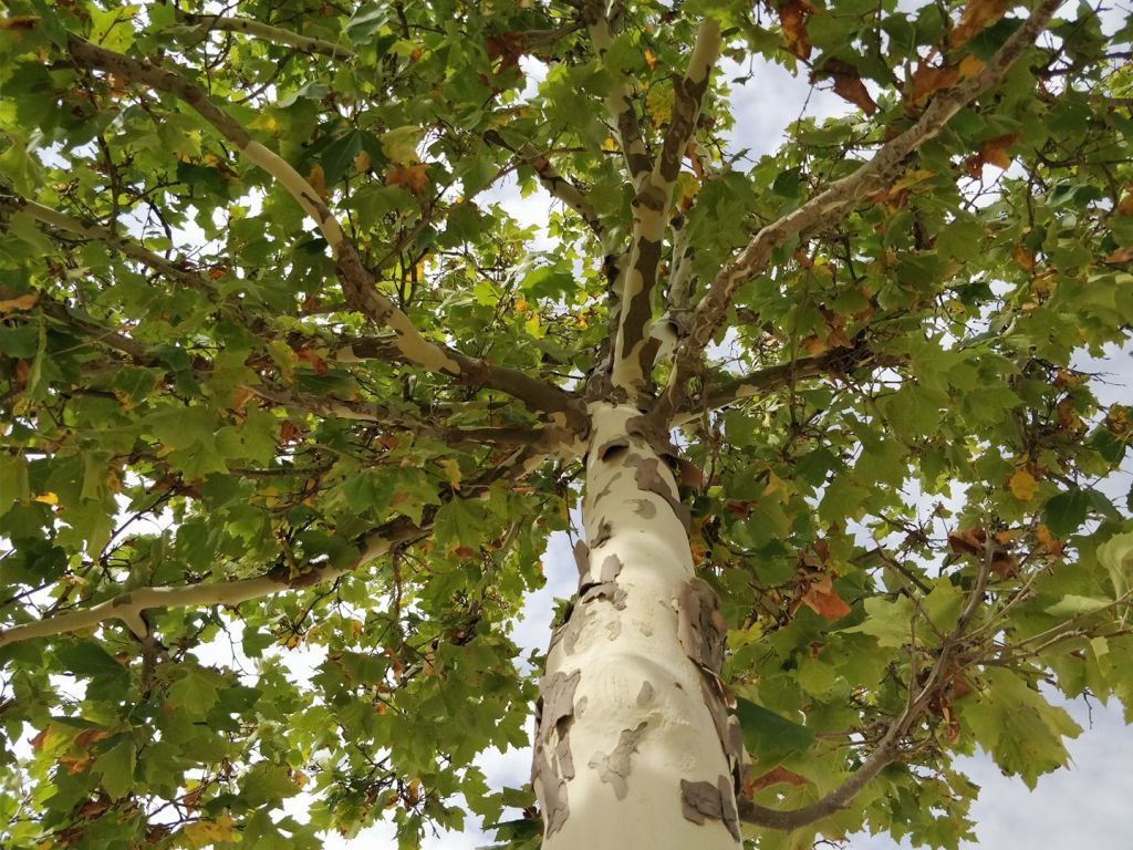 Camino Frances day 16: Sahagún to Mansilla de las Mulas&nbsp;(36,8km)