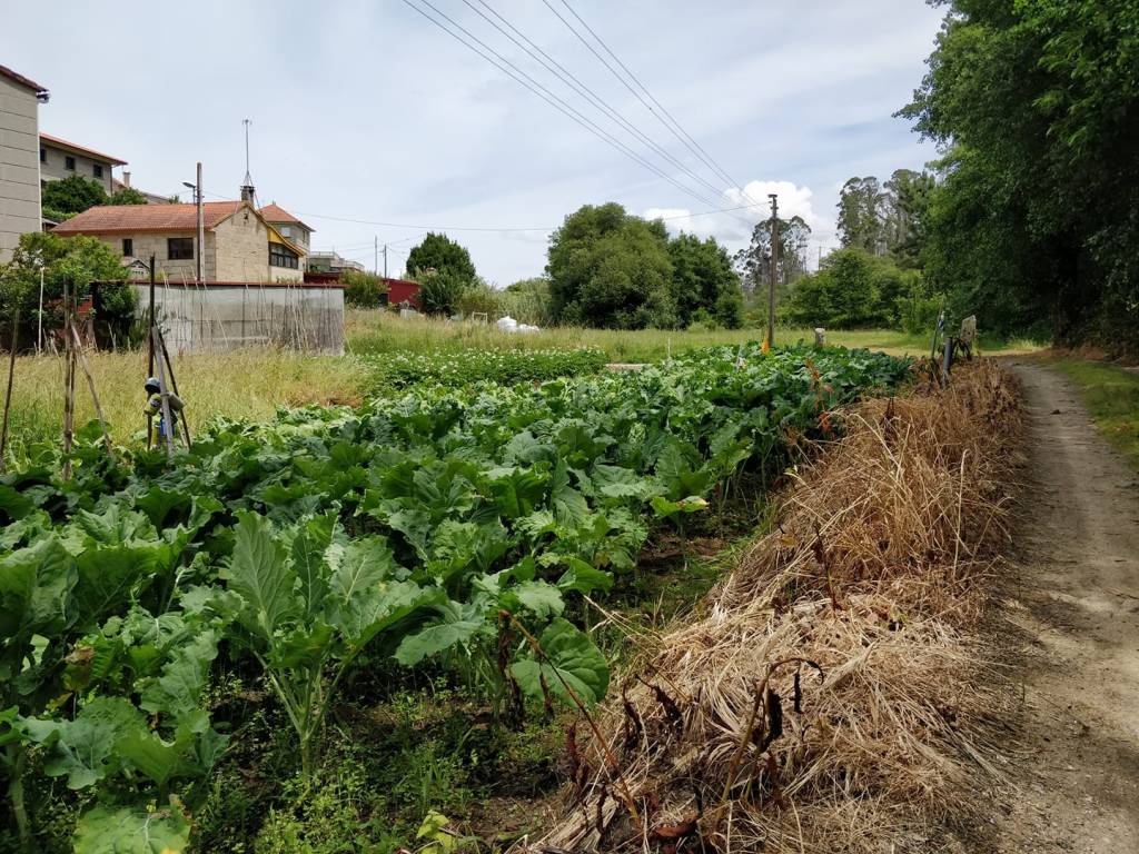 Camino Portugues day 20: Baiona to Vigo (25,5km)