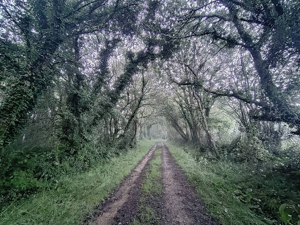 Camino Norte day 27: Castromaior to Baamonde&nbsp;(33.5km)