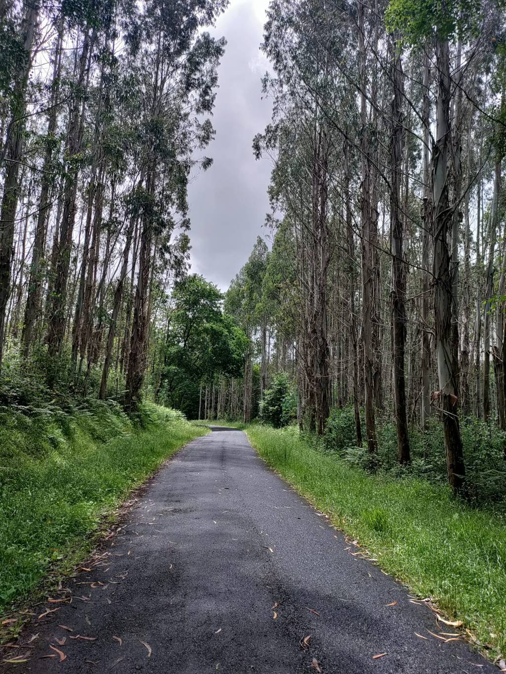 Camino Norte day 28: Baamonde to Boimorto&nbsp;(42.8km)