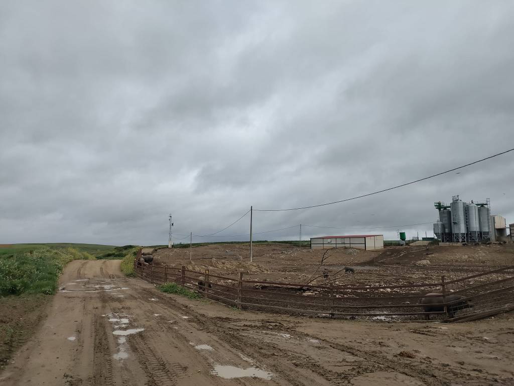 Day 5: Monesterio to Calzadilla de los Barros&nbsp;(26.9km)