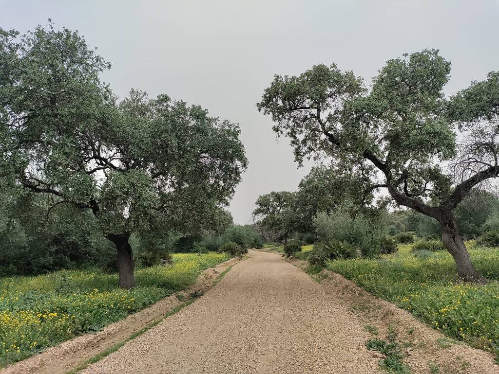 Day 2: Santiponce to Castilblanco de los Arroyos&nbsp;(31.0km)