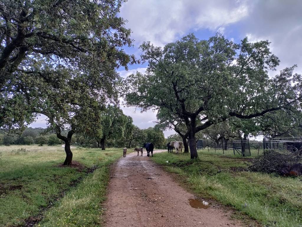 Camino via de la Plata day 10: El Carrascalejo to Aluéscar&nbsp;(21.8km)