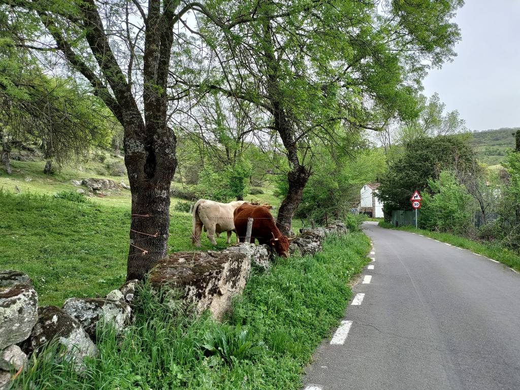 Camino via de la Plata day 15: Aldanueva del Camino to Fuenterroble de Salvatierra&nbsp;(42.3km)